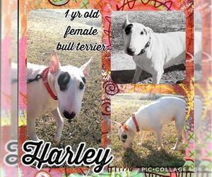 Bull Terrier Dogs for adoption in Franklinton, LA, USA