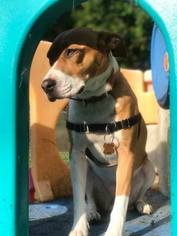 Bogle Dogs for adoption in Blacklick, OH, USA