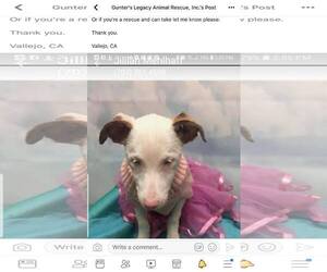 Medium Photo #1 Chiweenie Puppy For Sale in Vallejo, CA, USA