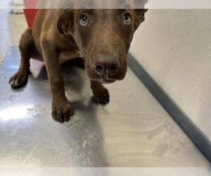 American Pit Bull Terrier-Unknown Mix Dogs for adoption in Visalia, CA, USA