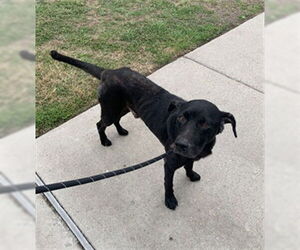 Medium Photo #1 Labrador Retriever-Unknown Mix Puppy For Sale in Corpus Christi, TX, USA