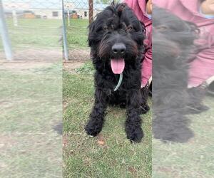 GIANT SCHNAUZER -Unknown Mix Dogs for adoption in Alexandria, VA, USA