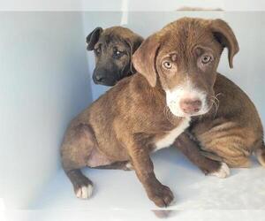 Labrador Retriever-Unknown Mix Dogs for adoption in Houston, TX, USA