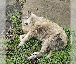 Siberian Husky Dogs for adoption in Pasadena, TX, USA