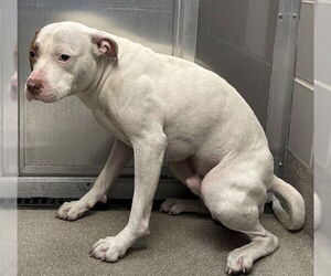 American Pit Bull Terrier-Unknown Mix Dogs for adoption in Las Vegas, NV, USA
