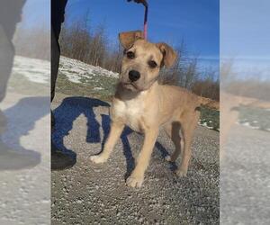Poodle (Miniature)-Unknown Mix Dogs for adoption in Canfield, OH, USA