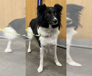 Border Collie-Unknown Mix Dogs for adoption in Forestville, MD, USA