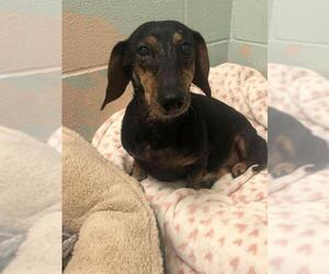 Dachshund Dogs for adoption in NEWPORT NH, NH, USA