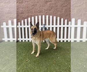 Mutt Dogs for adoption in Modesto, CA, USA