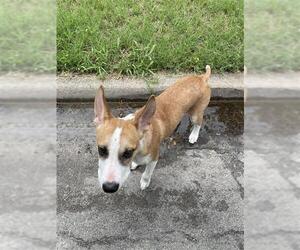 Pharaoh Hound-Unknown Mix Dogs for adoption in Waco, TX, USA