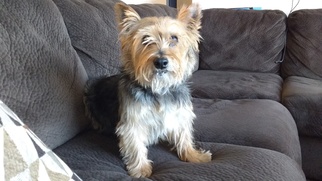 Australian Terrier Dogs for adoption in Boise, ID, USA