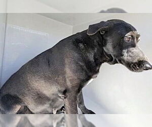 Labrador Retriever-Unknown Mix Dogs for adoption in Houston, TX, USA