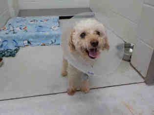 Poodle (Toy) Dogs for adoption in Minneapolis, MN, USA