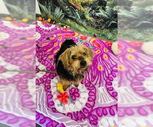 Mutt Dogs for adoption in Globe, AZ, USA