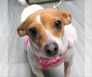 Rat Terrier Dogs for adoption in Pleasanton, CA, USA