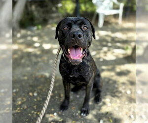 Mastiff-Unknown Mix Dogs for adoption in Long Beach, CA, USA