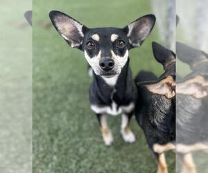Dachshund-Unknown Mix Dogs for adoption in Chula Vista, CA, USA