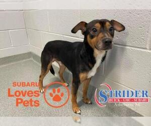 Mutt Dogs for adoption in Randleman, NC, USA