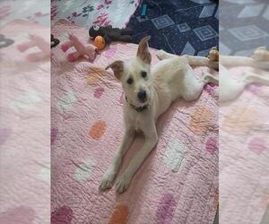 Parson Russell Terrier-Unknown Mix Dogs for adoption in Fort Wayne, IN, USA