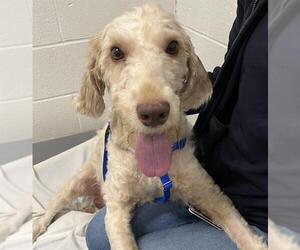 Goldendoodle Dogs for adoption in Boston, MA, USA
