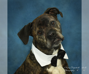 Boxer-Unknown Mix Dogs for adoption in Rohnert Park, CA, USA