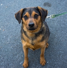 Medium Photo #1 Beagle-Rottweiler Mix Puppy For Sale in Birdsboro, PA, USA