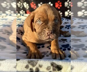 Dogue de Bordeaux Dogs for adoption in Goodyear, AZ, USA
