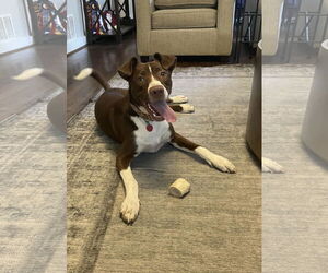 Mutt Dogs for adoption in Fort Worth, TX, USA