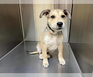 German Shepherd Dog Dogs for adoption in Orange, CA, USA