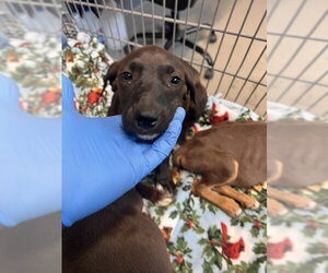Labrador Retriever-Unknown Mix Dogs for adoption in Tallahassee, FL, USA