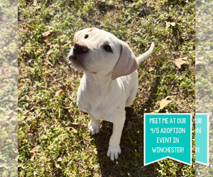 Mutt Dogs for adoption in Boston, MA, USA