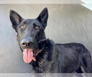 German Shepherd Dog Dogs for adoption in San Bernardino, CA, USA