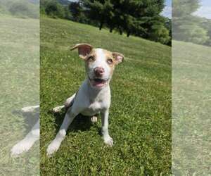 Australian Shepherd-Unknown Mix Dogs for adoption in SHERBURNE, NY, USA