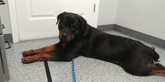 Rottweiler Dogs for adoption in Lewistown, PA, USA