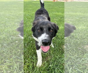 Border Collie-Unknown Mix Dogs for adoption in Columbus, IN, USA