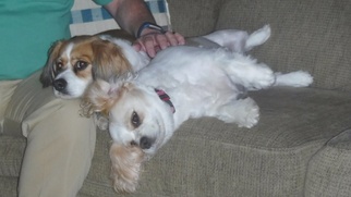 Cavalier King Charles Spaniel Dogs for adoption in Hockessin, DE, USA