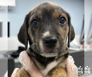 Labrador Retriever-Unknown Mix Dogs for adoption in Washington, DC, USA