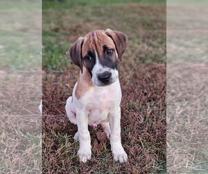 Labrador Retriever-Unknown Mix Dogs for adoption in Rockaway, NJ, USA