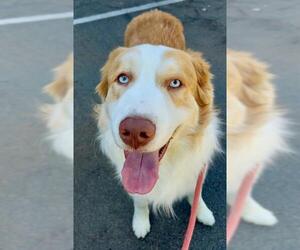 Australian Shepherd-Great Pyrenees Mix Dogs for adoption in Sacramento, CA, USA