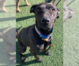 Labrador Retriever-Unknown Mix Dogs for adoption in Aurora, CO, USA