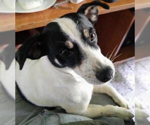 Jack-Rat Terrier Dogs for adoption in Sanford, FL, USA