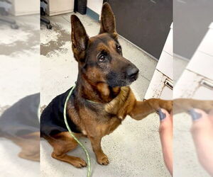 German Shepherd Dog Dogs for adoption in Stockton, CA, USA