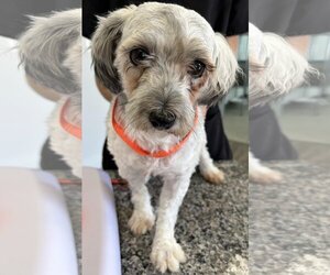 Havanese Dogs for adoption in Westminster, MD, USA