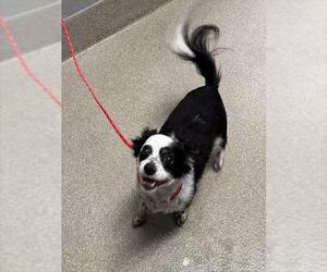 Chihuahua-Unknown Mix Dogs for adoption in Las Vegas, NV, USA