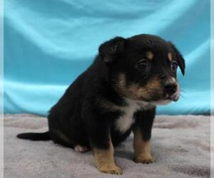 Mutt Dogs for adoption in Thief River Falls, MN, USA