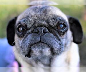 Pug Dogs for adoption in Prosser, WA, USA