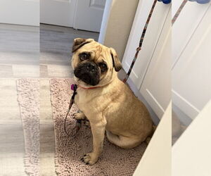 Pug-Unknown Mix Dogs for adoption in Aurora, CO, USA