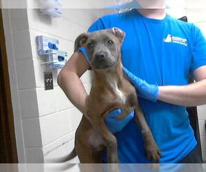 American Pit Bull Terrier-Unknown Mix Dogs for adoption in Fayetteville, NC, USA