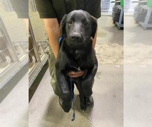 Labrador Retriever Dogs for adoption in Bakersfield, CA, USA
