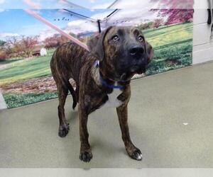 Plott Hound-Unknown Mix Dogs for adoption in Moreno Valley, CA, USA